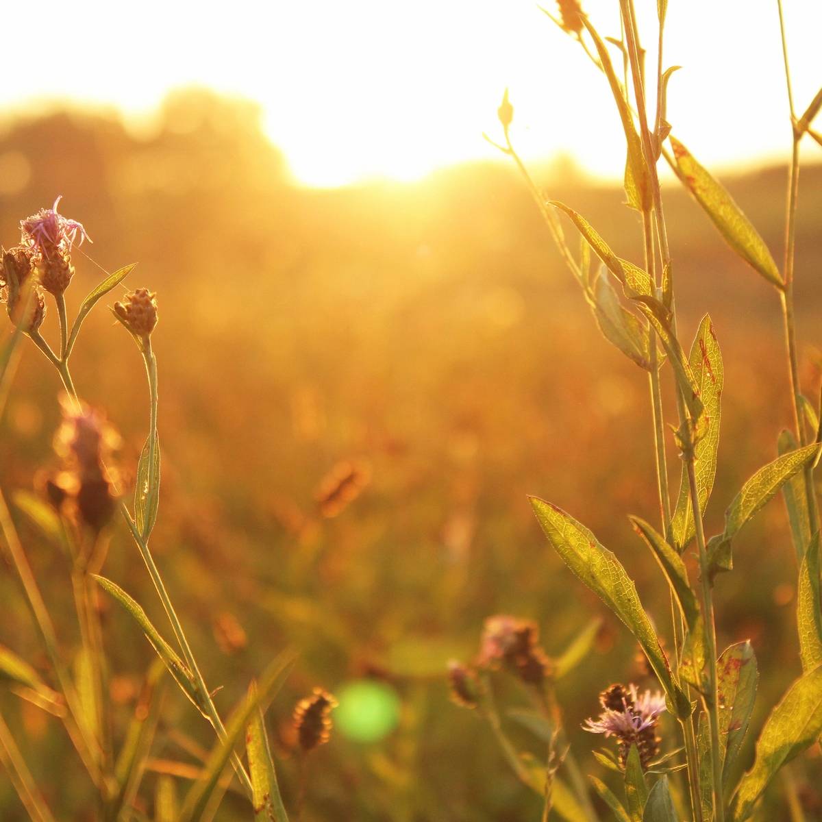 Seasonal Photography Presets for Reel Images